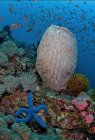 Школа дрібної риби, що плаває під чистою океанічною водою з кораловими рифами на дні — стокове фото