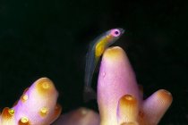 Gros plan de petits Bryaninops natans marins exotiques tropicaux ou de poissons Redeye goby nageant parmi les récifs coralliens sous-marins — Photo de stock