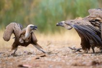 Vue latérale de vautours se battant sur le sol avec un fond flou — Photo de stock
