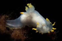 Molusco nudibranquial blanco translúcido con rinóforos arrastrándose sobre fondo de mar profundo en agua limpia - foto de stock