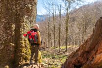 Back view of female backpacker standing near tree in woods in highlands on sunny day — Stock Photo