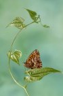 Gros plan de beau papillon Aricia montensis connu sous le nom d'insecte lépidoptère murène aux ailes tachetées assis sur une surface d'eau miroir dans la nature — Photo de stock