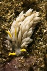 White mollusk with white and yellow tentacles on rough bottom in transparent ocean aqua — Stock Photo
