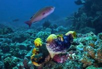 М'ясоїдна риба плаває в чисто-блакитній акваріумі над кораловими рифами з морськими зіткненнями на дні — стокове фото