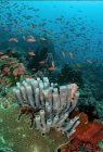 Schwarm kleiner Fische schwimmt unter reinem Meerwasser mit Korallenriffen auf dem Grund — Stockfoto