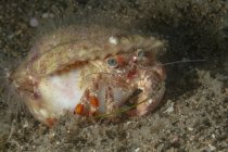 Gros plan crabe Diogenes sauvage avec de grands yeux verts et de longues antennes assises dans l'eau de mer profonde — Photo de stock