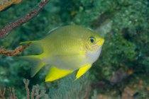 Primo piano dei pesci tropicali marini Amblygliyphidodon aureus o Golden damselfish che nuotano tra i coralli in acque profonde — Foto stock