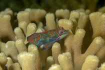 Primer plano de un par de pequeños peces Synchiropus splendidus o mandarinfish o mandarín dragonet de colores brillantes nadando entre corales en agua de mar tropical - foto de stock