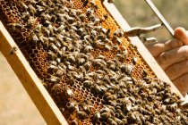 Apicoltore irriconoscibile ritagliato in costume protettivo esaminando favo con api mentre lavora in apiario nella soleggiata giornata estiva — Foto stock