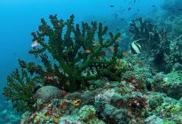 Escuela de peces pequeños nadando bajo el agua pura del océano con arrecifes de coral en el fondo - foto de stock