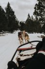 Обрізані ноги людини, що сидить на собачих санях поблизу хаскі собак між сніговим полем і дивовижними пагорбами з лісом — стокове фото