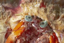 Großaufnahme wilde Diogenes-Krabbe mit großen grünen Augen und langen Antennen im tiefen Meerwasser — Stockfoto