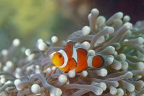 Маленький ампіріон Оцелларіс або клоун з яскравими барвистими тілами, що ховаються серед коралових рифів у тропічній океанічній воді — стокове фото