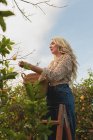 D'en bas, une jeune femelle debout sur une échelle et cueillant des citrons mûrs dans un panier en osier pendant la saison de récolte à la ferme — Photo de stock
