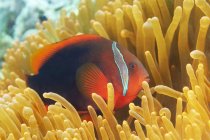 Pequeño Amphiprion frenatus o pez payaso de tomate con cuerpo colorido brillante escondido en medio de un arrecife de coral en agua tropical del océano - foto de stock