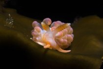Molusco gasterópodo con tentáculos en el manto nadando en agua de mar transparente sobre fondo negro - foto de stock