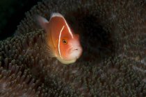 Pequeño Amphiprion Perideraion o pez payaso con brillante cuerpo colorido escondido en medio del arrecife de coral en el agua del océano tropical - foto de stock