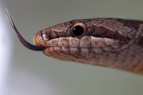Macro tiro da cabeça de cobra lisa de Coronella austriaca não venenosa com língua longa contra fundo borrado na natureza — Fotografia de Stock