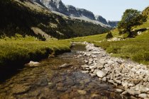 Stone rapids of mountain river near forest growing on hill in summer — Stock Photo