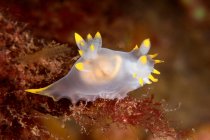 Translucent nudibranch mollusk with yellow tentacles swimming in deep dark seawater over reef — Stock Photo