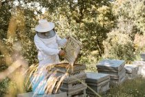 Apicoltore irriconoscibile in abbigliamento protettivo che ispeziona gli alveari in legno mentre lavora con le api durante il giorno estivo in apiario — Foto stock