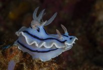 Light blue nudibranch mollusk with black stripes swimming near coral reefs in on sea bottom — Stock Photo