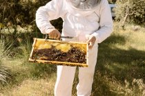 Cropped unrecognizable beekeeper in protective costume examining honeycomb with bees while working in apiary in sunny summer day — Stock Photo