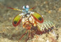 Bunte, lebendige Gottesanbeterin-Garnelen in voller Länge sitzen auf sandigem Meeresboden in natürlichem Lebensraum — Stockfoto