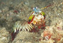 Piena lunghezza colorato vivido gamberetti Mantis seduto sul fondo del mare sabbioso in habitat naturale — Foto stock