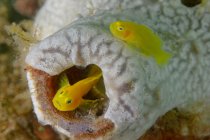 Крупный план крошечных ярко-желтых Gobiodon okinawae или Okinawa goby рыб, плавающих вблизи кораллового рифа под водой — стоковое фото