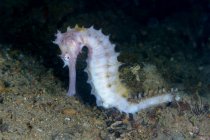 Nahaufnahme exotischer tropischer Hippocampus histrix oder Dornenseepferdchen auf sandigem Meeresboden mit Korallenriff — Stockfoto