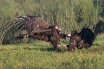 Vista laterale degli avvoltoi che combattono a terra con uno sfondo sfocato — Foto stock
