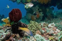 Peixes carnívoros nadando em aqua azul puro acima dos recifes de coral com esguichos de mar no fundo — Fotografia de Stock