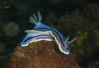 Hellblaues Nacktschneckenmollusk mit schwarzen Streifen schwimmt in der Nähe von Korallenriffen auf dem Meeresboden — Stockfoto