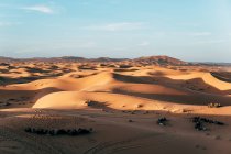 Desde arriba de fila de camellos sentados sobre arena caliente con arnés en desierto soleado en Marruecos - foto de stock