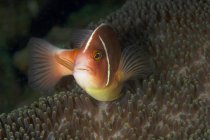 Piccolo Amphiprion Perideraion o clownfish con il corpo colorato luminoso che si nasconde in mezzo alla barriera corallina nell'acqua tropicale dell'oceano — Foto stock