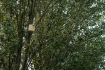 Niedriger Winkel eines handgefertigten Holznistkastens, der in der sommerlichen Natur am Stamm eines grünen Baumes befestigt ist — Stockfoto