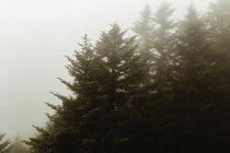 Picturesque view of green coniferous trees growing on hill in mist — Stock Photo
