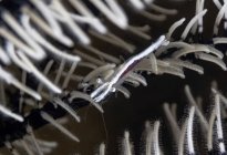 Ganzkörperweißer Krebstier mit langen Hörnern, die auf leuchtenden Weichkorallen auf schwarzem Hintergrund kriechen — Stockfoto