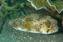 Closeup of spotted Diodon holocanthus or Longspined porcupinefish ray finned fish resting near bottom of ocean with coral reefs and seaweeds — Stock Photo