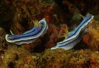 Светло-голубые обнаженные ветви с жёлтыми ринофорами и щупальцами, плавающие вместе в глубокой морской воде — стоковое фото