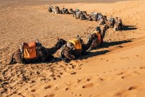 De cima de fileira de camelos sentados na areia quente com arnês no deserto ensolarado em Marrocos — Fotografia de Stock