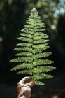 Crop hand of human holding fresh verdant fern foliage in sunny day on blurred background — Stock Photo