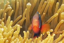 Pequeno Amphiprion frenatus ou palhaço de tomate com corpo colorido brilhante escondido em meio ao recife de coral na água do oceano tropical — Fotografia de Stock