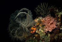 Algas marinas con estipes que crecen en arrecifes de coral ásperos con pólipos bajo el agua pura del océano - foto de stock