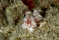 Camarones arlequín coloridos manchados de cuerpo completo arrastrándose sobre el fondo del mar en hábitat natural - foto de stock