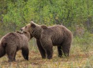 Prise de vue de repérage d'ours adultes bruns à fourrure marchant et se tenant debout sur le sol dans la réserve naturelle le jour — Photo de stock