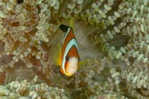 Piccolo Amphiprion Akindynos o pesce pagliaccio con un corpo colorato e luminoso nascosto tra la barriera corallina nell'acqua tropicale dell'oceano — Foto stock