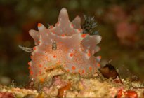 Weiße Nacktschnecke mit orangefarbenen Tentakeln und Nashörnern, die an Korallenriffen im Tiefseewasser kriechen — Stockfoto