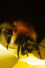 Closeup of common carder bee Bombus pascuorum polinating wild yellow flower in nature — Stock Photo